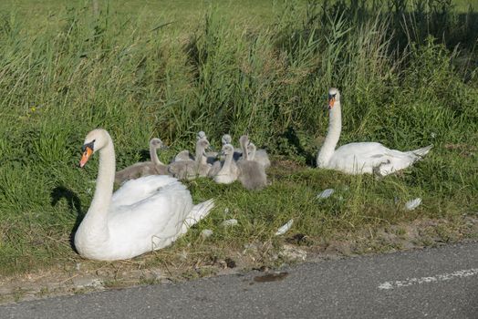 mother and father swan with a nest of young swan in green grass