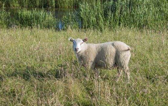 young curious sheep with ear marks in the grass