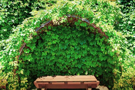 bench in the grape shadow. Bench in garden under curly thickets of wild grapes.
