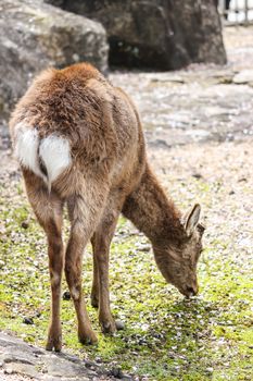 Close-up of young deer feeding on grass in Miyajima island, Hiroshima, Japan