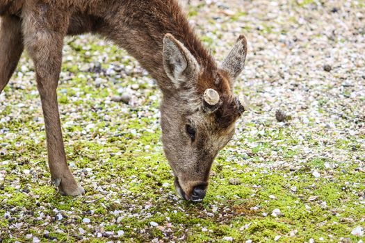 Close-up of young deer feeding on grass in Miyajima island, Hiroshima, Japan