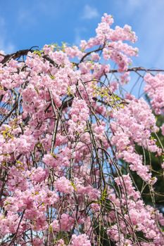 Soft focus of beautiful pink sakura, cherry blossom in Japan