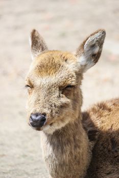 close up head of young deer sitting on field