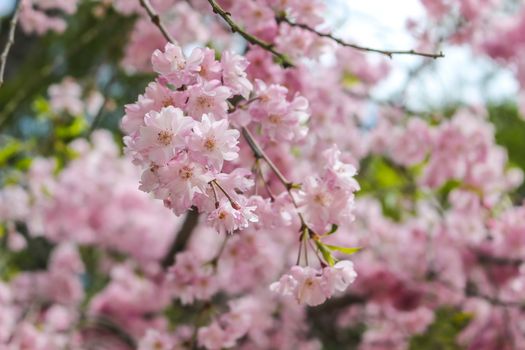 Soft focus of beautiful pink sakura, cherry blossom in Japan