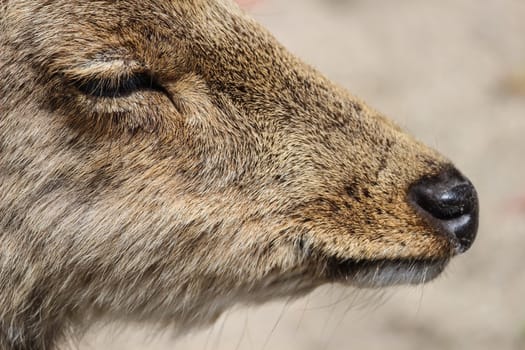 close up head of young deer close eyes and sitting on field