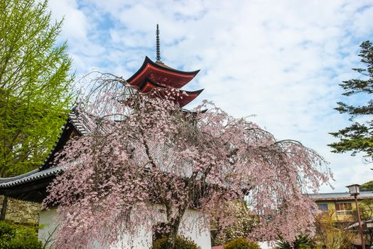 Beautiful pink sakura, cherry blossom tree with Japanese temple in background in Miyajima island, Hiroshima, Japan