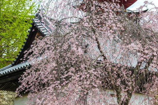 Beautiful pink sakura, cherry blossom tree with Japanese temple in background in Miyajima island, Hiroshima, Japan