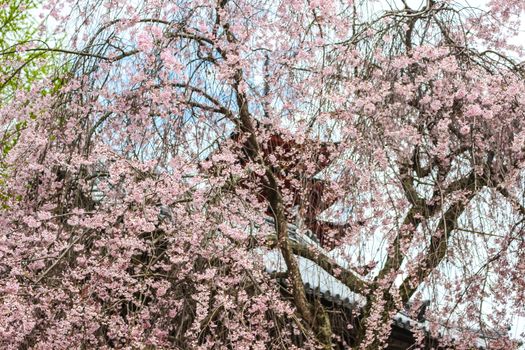 Beautiful pink sakura, cherry blossom tree with Japanese temple in background in Miyajima island, Hiroshima, Japan