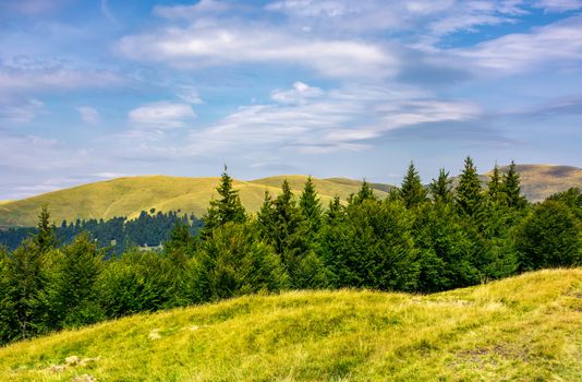 summer landscape with forested hills. beautiful scenery of Svydovets mountain ridge, Ukraine