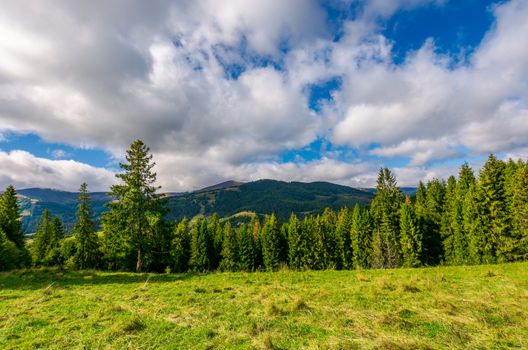 spruce forest on the grassy hillside. lovely mountainous landscape with gorgeous sky