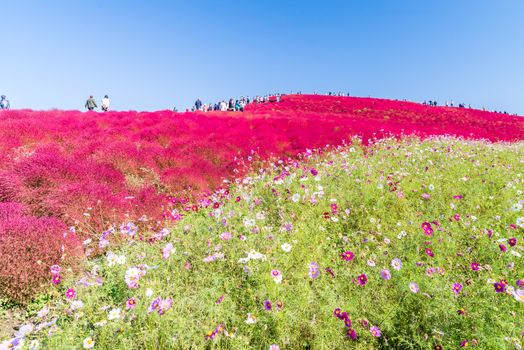 Kochia and cosmos bush with hill landscape Mountain,at Hitachi Seaside Park in autumn with blue sky at Ibaraki, Japan