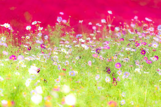 Kochia and cosmos bush with hill landscape Mountain,at Hitachi Seaside Park in autumn with blue sky at Ibaraki, Japan