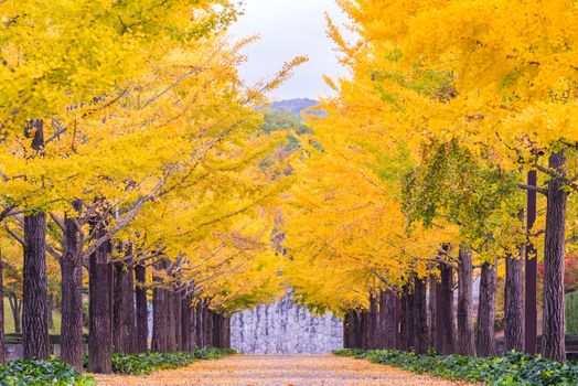 Ginkgo Road at Bandai Azuma Sport park Fukushima Japan