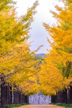 Ginkgo Road at Bandai Azuma Sport park Fukushima Japan