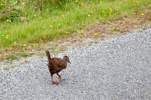 Weka (Gallirallus australis)