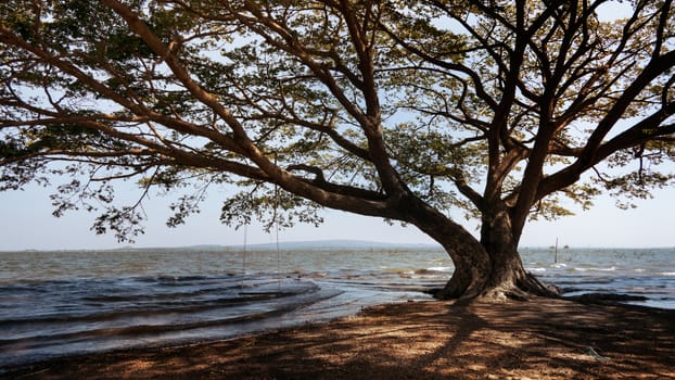 Big tree and seascape background with blue sky , A beautiful nature