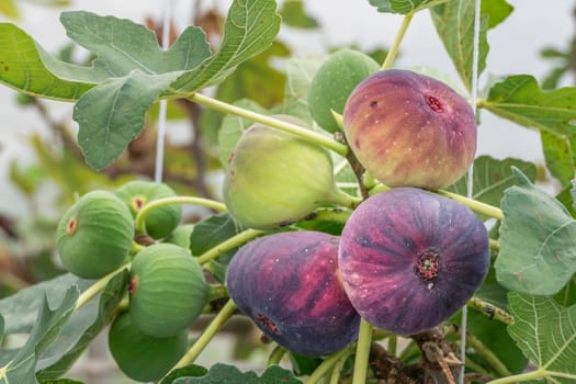 Fresh Figs fruit  hanging on the branch of tree