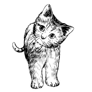 freehand sketch illustration of little cat, kitten, doodle hand drawn