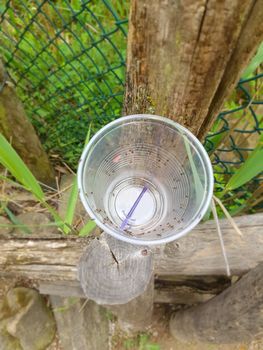 Transparent plastic cup with ants