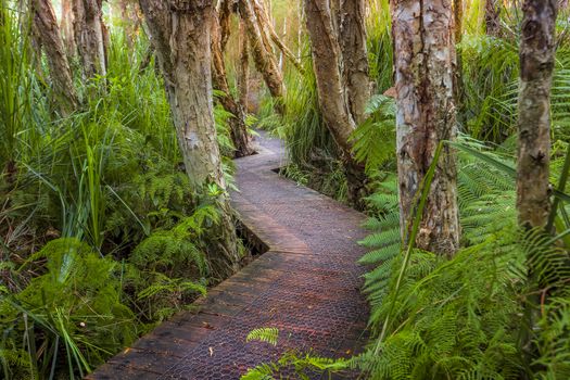 Exploring Victoria.  Hiking along a boardwalk through the lush coastal rainforest and swamp lands after a long 4wd track in to this remote wilderness.  Victorial Australia