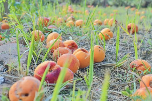 Fallen and rotten apricots on grass. Rural and summer concept. 