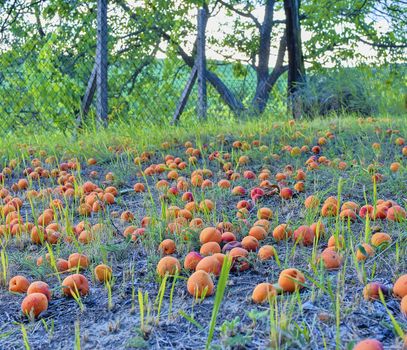 Fallen and rotten apricots on grass. Rural and summer concept. 