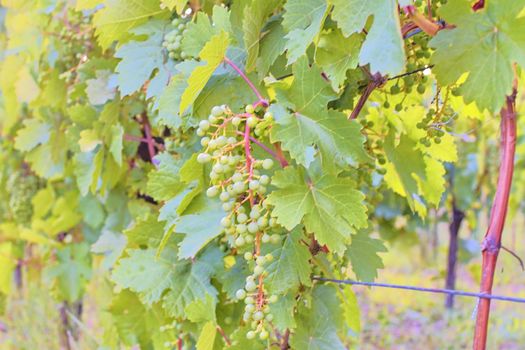 Unripe bunch of grapes. Young cluster of grapes. Close up.