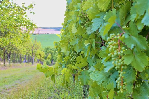 Vineyard. Rows of vineyard at South Moriavia, Czch Republic. 