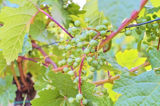 Unripe bunch of grapes. Young cluster of grapes. Close up.