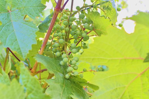 Unripe bunch of grapes. Young cluster of grapes. Close up.