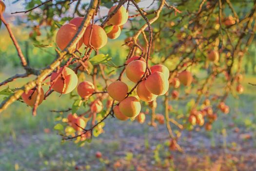 Bright beautiful juicy ripe orange apricots. The concept of the summer harvest, canning. Apricot day. Sunset and apricots. View on apricot during sunset