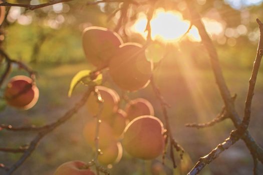 Bright beautiful juicy ripe orange apricots.  The concept of the summer harvest, canning. Apricot day. Sunset and apricots.  