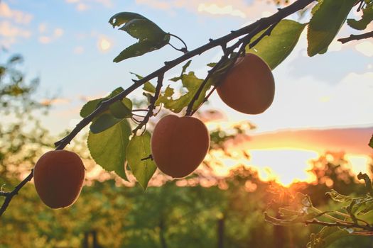 Bright beautiful juicy ripe orange apricots.  The concept of the summer harvest, canning. Apricot day. Place for text.