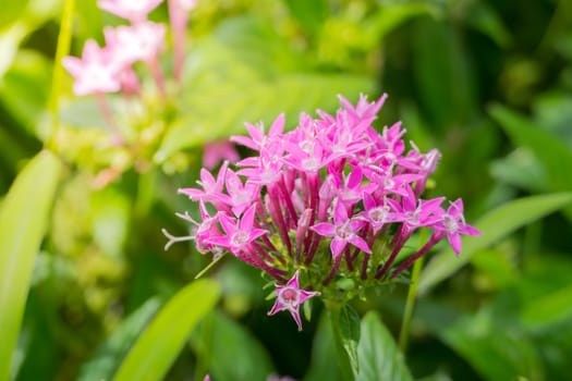 The background image of the colorful flowers, background nature