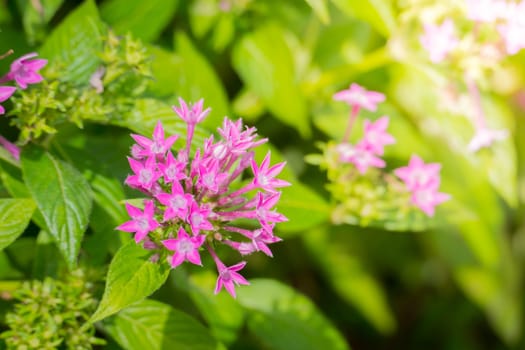 The background image of the colorful flowers, background nature