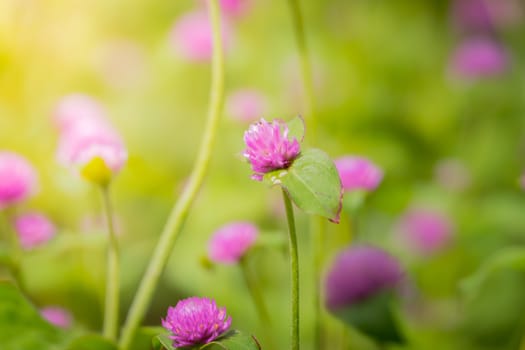 The background image of the colorful flowers, background nature