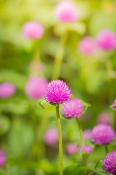 The background image of the colorful flowers, background nature