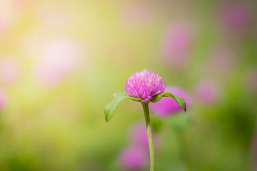 The background image of the colorful flowers, background nature