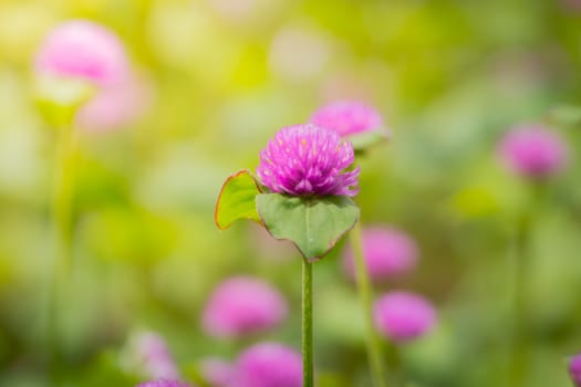 The background image of the colorful flowers, background nature