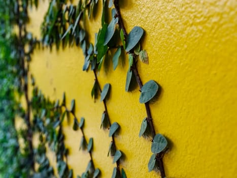 Green ivy leaves on  yellow wall. Use as background.