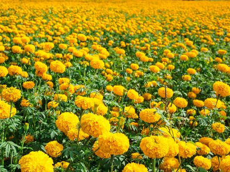 Marigold flowers in the meadow in the sunlight with nature landscape