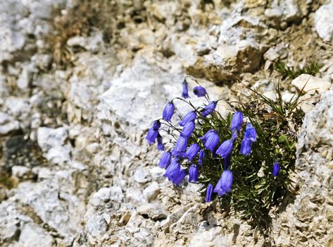 Bell-flowers on a bare rock in Dolomites, Italy