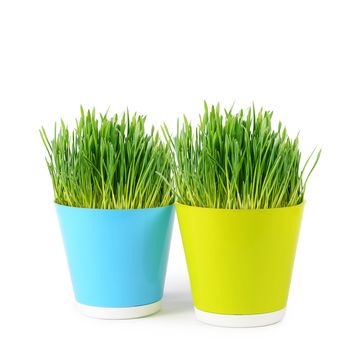 Green grass in pot isolated on white