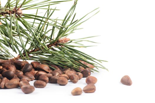 Cedar tree branch with cones and nuts