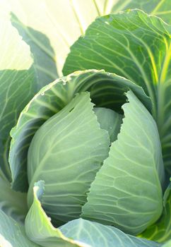 Cabbage in a the garden close up