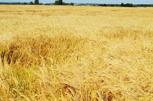 Field with ripe rye in the fall