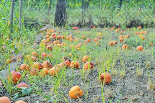 Fallen and rotten apricots on grass. Rural and summer concept. 