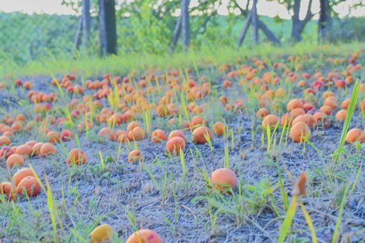 Fallen and rotten apricots on grass. Rural and summer concept. 