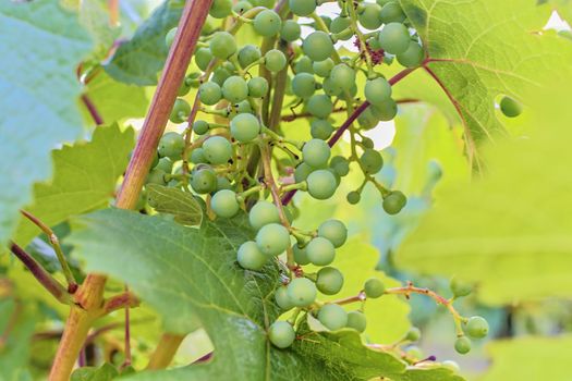 Unripe bunch of grapes. Young cluster of grapes. Close up.