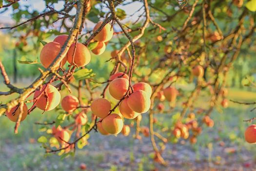 Apricots on apricot tree. Summer fruits.  Ripe apricots on a tree branch. 